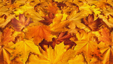 Abstract background with a layer of fallen maple leaves
