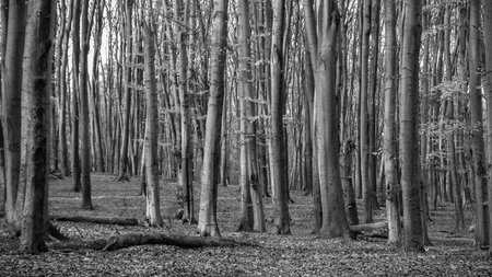 Many fallen trees in the autumn forestの写真素材