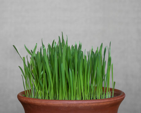 Oat sprouts in a ceramic pot on a gray backgroundの写真素材