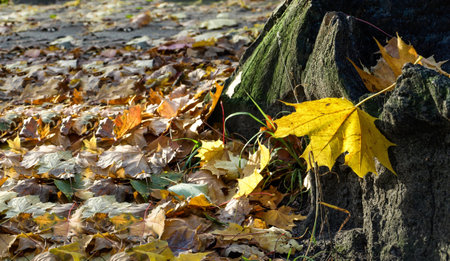 Maple leaf on a dry stump against a background of fallen leaves.の写真素材