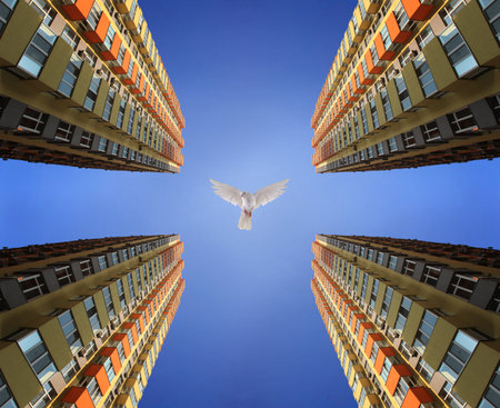 A view from below of four high-rise buildings against the sky and a white doveの写真素材
