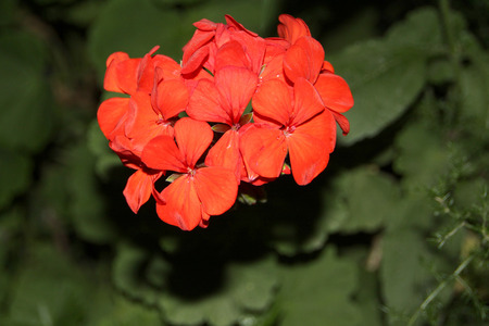 Algeria Plantsの写真素材