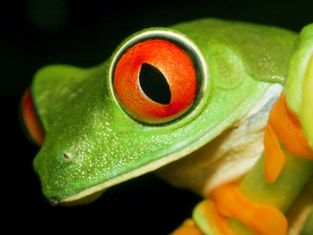Red-eyed tree frog(Agalychnis callidryas) sitting on the branch-top down viewの写真素材