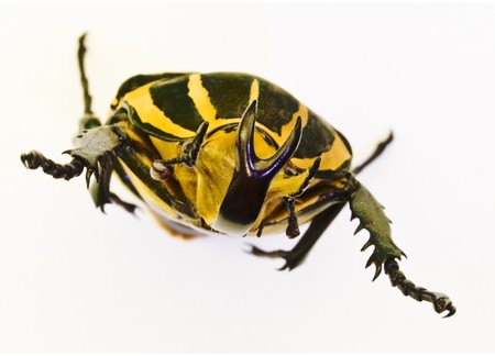 Scarabeid beetle Chelorrhina polyphemus on white backgroundの写真素材