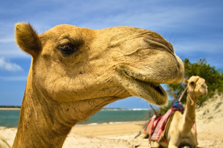 Two camels sitting on the beachの写真素材