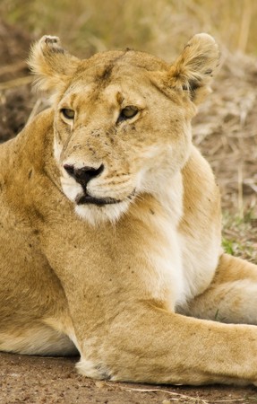 Relaxing lioness from NR Masai Mara,Kenyaの写真素材
