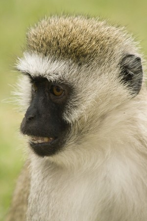 Portrait of vervet monkey(Cercopithecus aethiops) from Masai Mara の写真素材