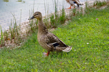Duck at the lakesideの写真素材