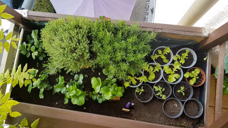 Gardening on the own balcony.の写真素材