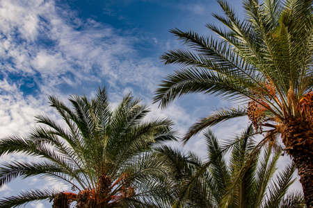 Mediterranean city flair with huge palms