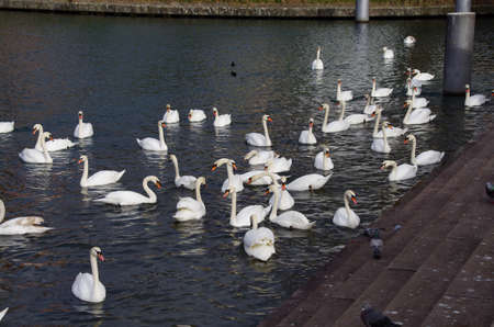 Swans on a lakeの写真素材