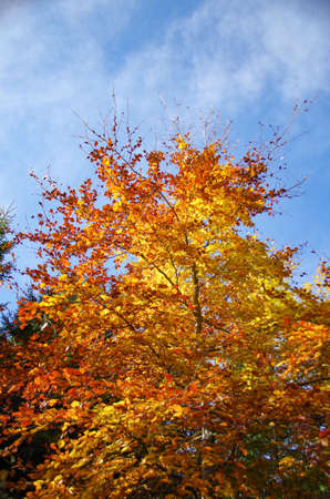 Colorful trees in golden octoberの写真素材