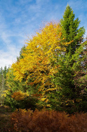 Colorful trees in golden octoberの写真素材