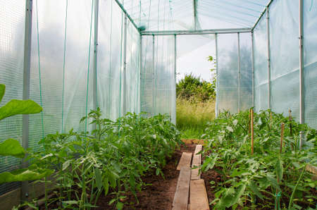 Glasshouse with tomato plantsの写真素材