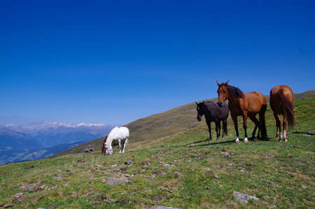 Horses on a green hillの写真素材