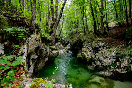 Triglav National Park. Near Bohinjska Jezero.の写真素材