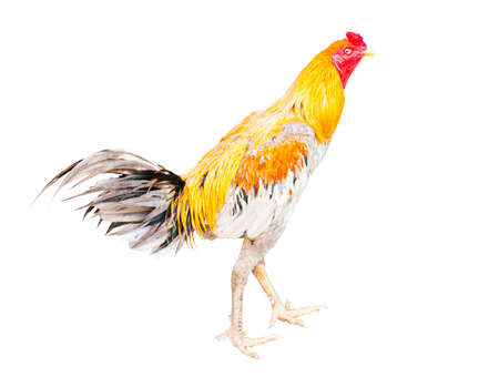 gamecockの写真素材