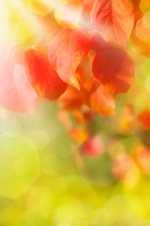 Red leaves in sunny autumn day  Background の写真素材
