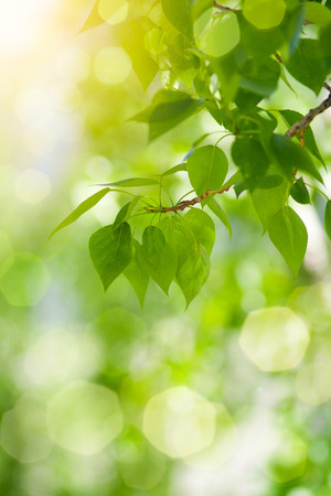 Green leaves background in sunny dayの写真素材