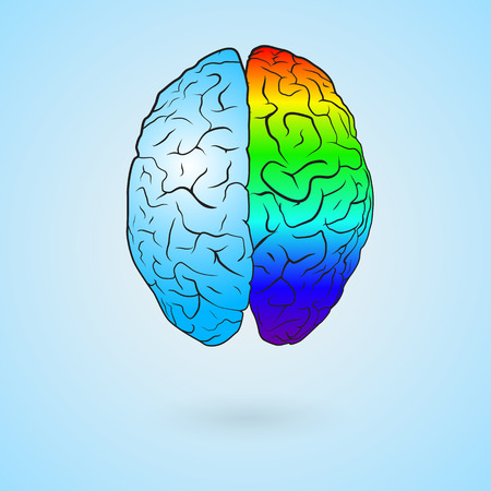Colored left brain and right brain. Concept illustration. EPS10 vector.のイラスト素材