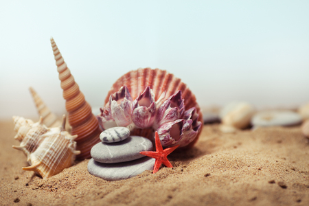 Sea shells with sand. Background with place for text.の写真素材