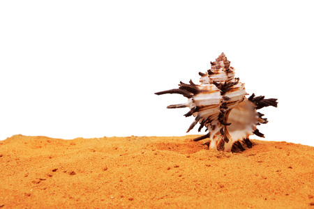 Sea shells with sand. Background with place for text.の写真素材