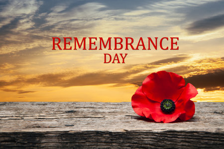 Poppy pin for Remembrance Day. Poppy flower on old beautiful high grain, detailed wood on background of sunset sky. Remembrance Day.の写真素材