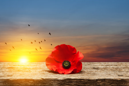 Poppy pin for Remembrance Day. Poppy flower on old beautiful high grain, detailed wood on background of sunset sky with flying bird.の写真素材