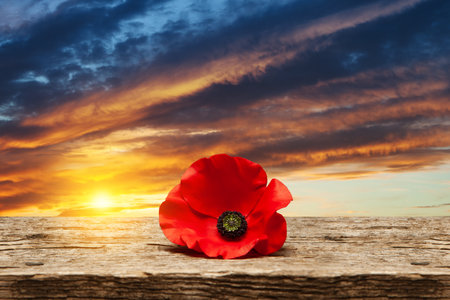 Poppy pin for Remembrance Day. Poppy flower on old beautiful high grain, detailed wood on background of sunset sky.の写真素材