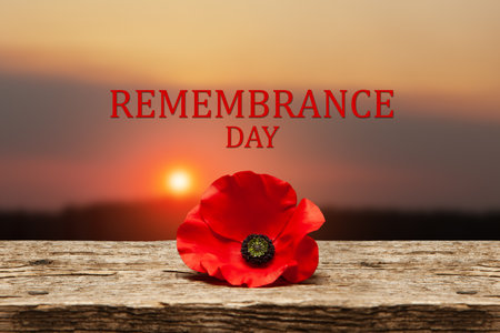 Poppy pin for Remembrance Day. Poppy flower on old beautiful high grain, detailed wood on background of sunset sky. Remembrance Day.の写真素材