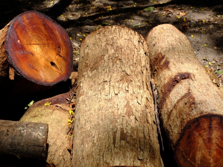 Pile of tree log in shade