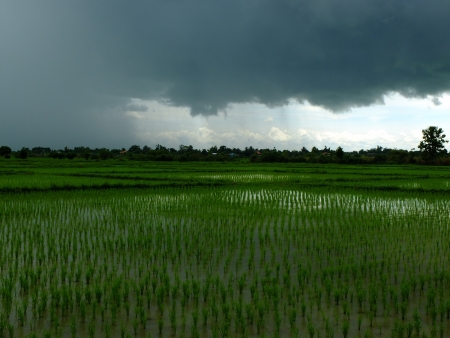 Cloudy rice fieldの写真素材