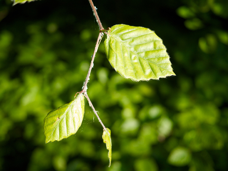 leaf from common beech on arm of a treeの写真素材