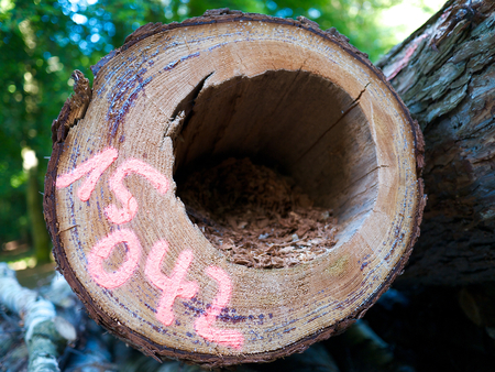 A fellt infected tree with a hole from parasites and termitesの写真素材