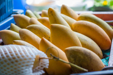 yellow ripe mangoes