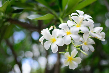 beautiful white flowersの写真素材