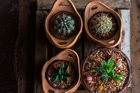 beautiful cactus on wooden boxの写真素材