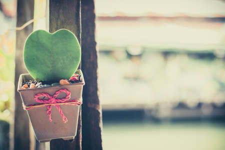 beautiful cactus near riverの写真素材