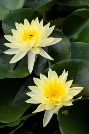 beautiful yellow lotusの写真素材