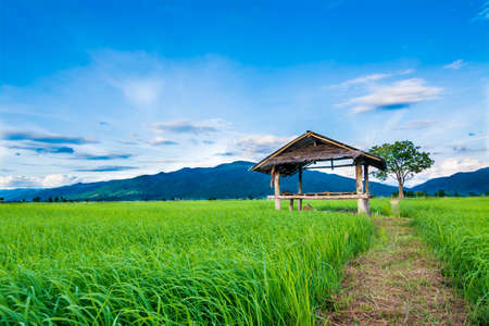 farmer shelter for restの写真素材