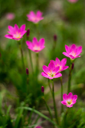 pink street flowersの写真素材