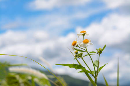 white stareet road in the skyの写真素材