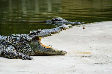 dangerous asiaの写真素材