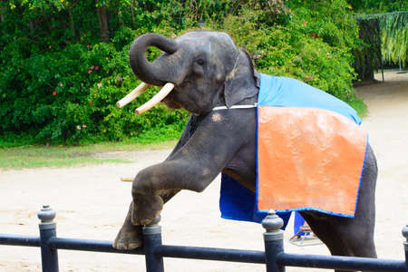funny elephant with orange cloth on her back greeting peopleの写真素材