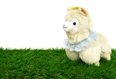 cute alpaca doll isolated on white background and grassの写真素材
