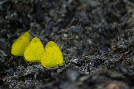 three yellow butterflies standing on ash