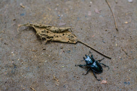 black beetle and dead leaf on wet floorの写真素材