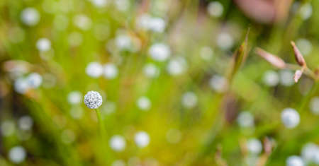 beautiful blurry flowers look like in dream