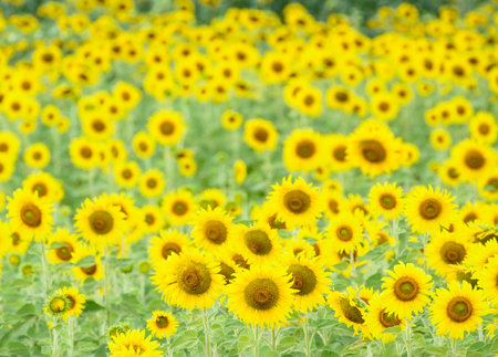 Lopburi, Thailand - November 30, 2014 : Landscape shot of the golden sunflowers field at Lopburi, Thailandの写真素材