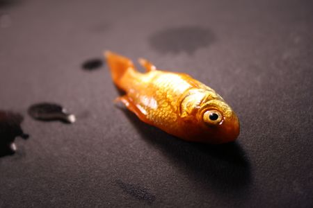 dead goldfish on black backgroundの写真素材